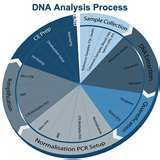 Forensic DNA